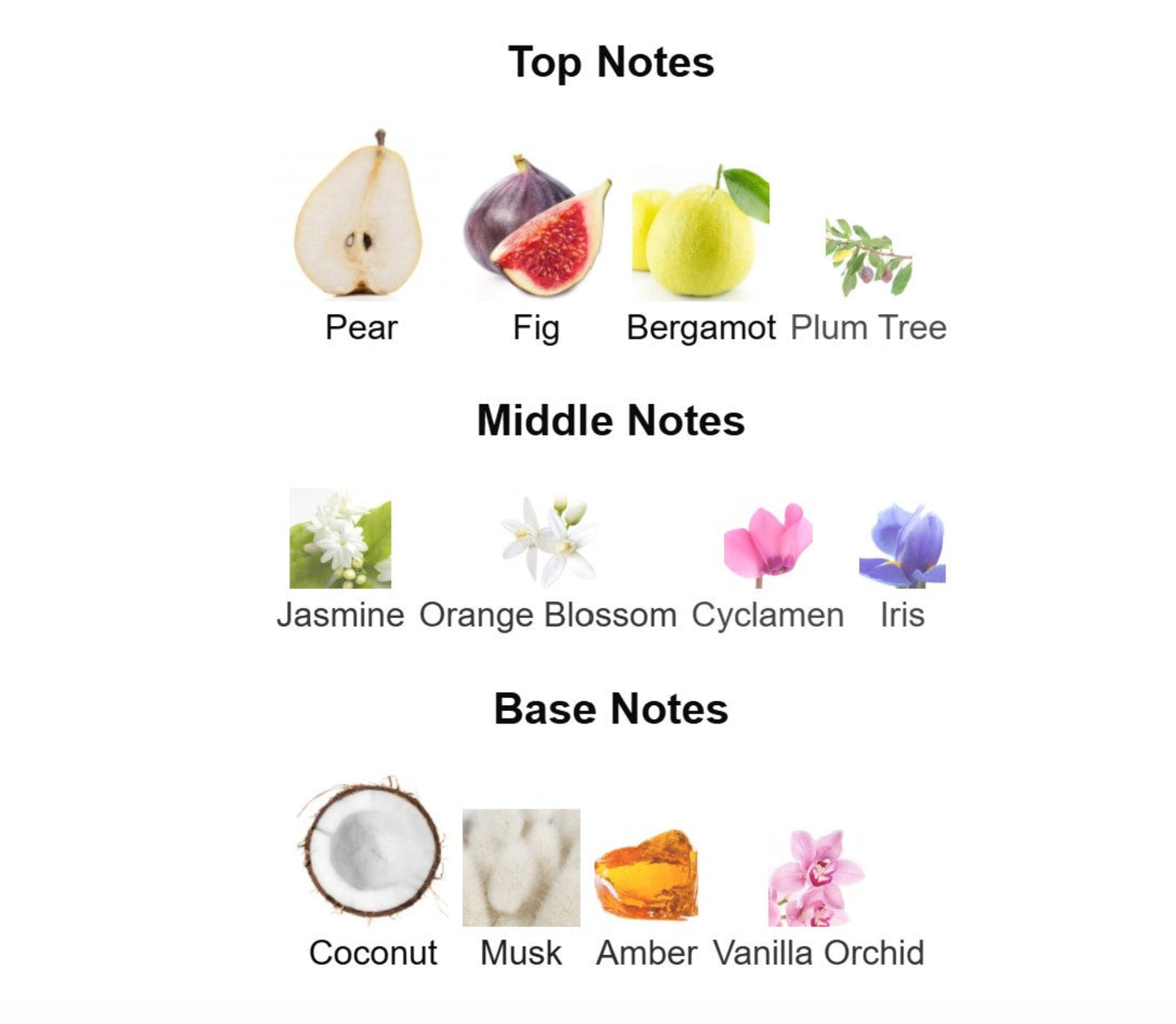 Ellis Brooklyn Sun Fruit Notes Chart of top, middle, and base notes with corresponding images and names on a white background.