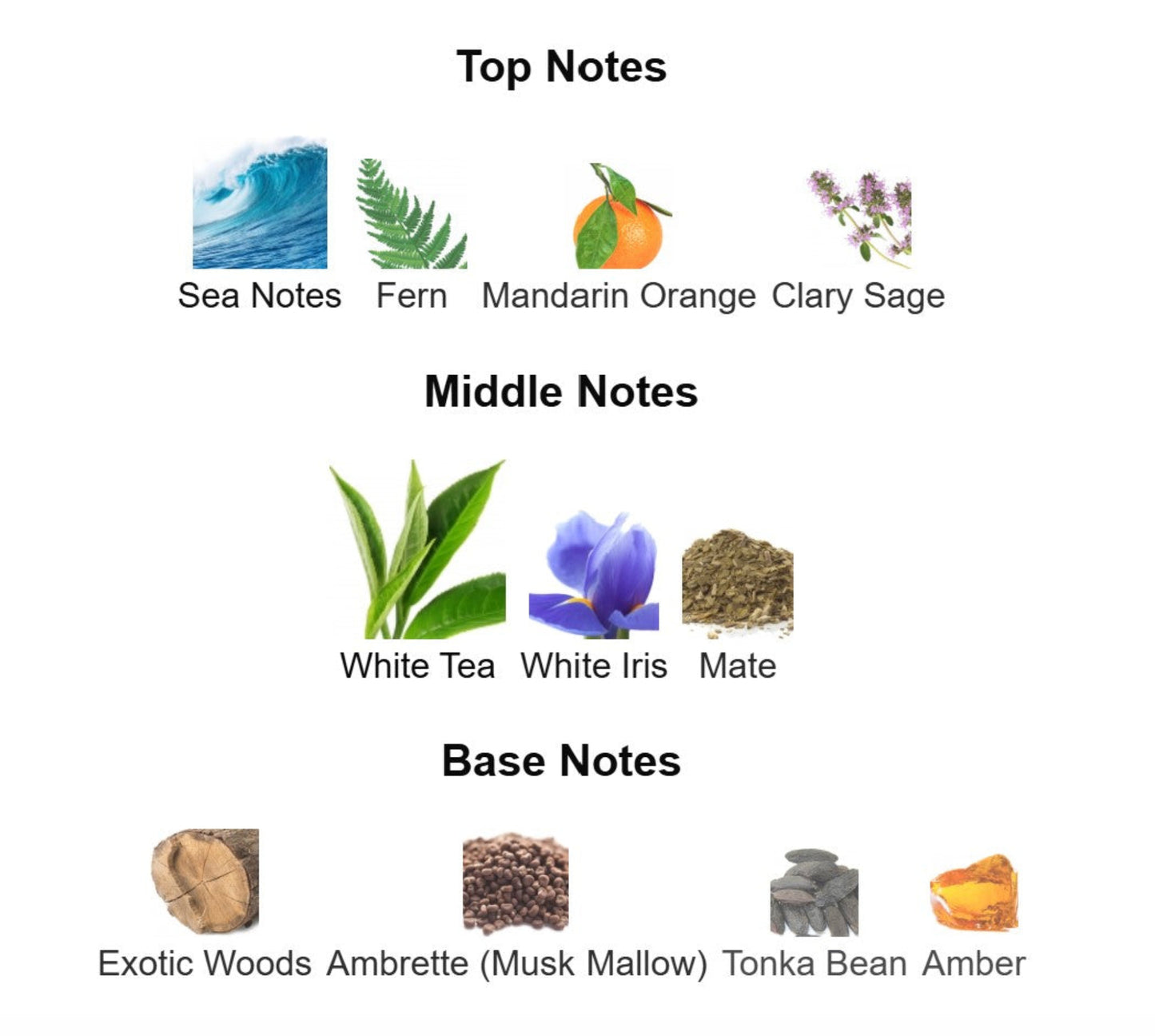 Elizabeth Arden White Tea Eau de Toilette - Unbranded Perfume Decant